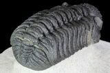 Adrisiops Trilobite - New Phacopid Species #87584-6